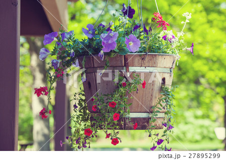 Flowers in garden Flowers in garden 27895299