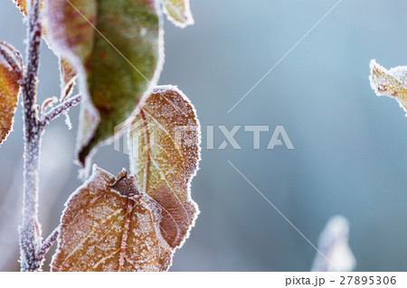 Frost 27895306