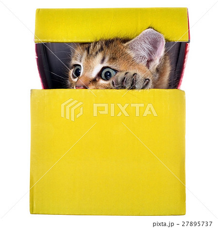 brindled kitten hidden in a beautiful gift box brindled kitten hidden in a beautiful gift box 27895737