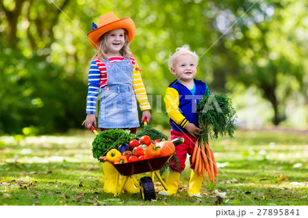 Kids picking vegetables on organic farmの写真素材 [27895841] - PIXTA