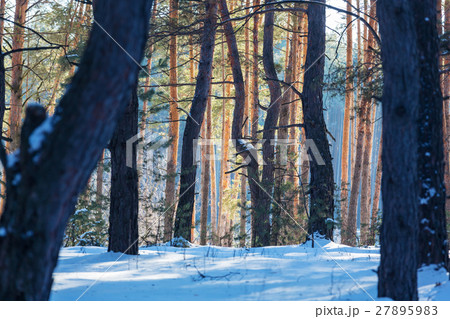Winter forest Winter forest 27895983