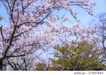 船頭平河川公園の桜 船頭平河川公園の桜 27897684