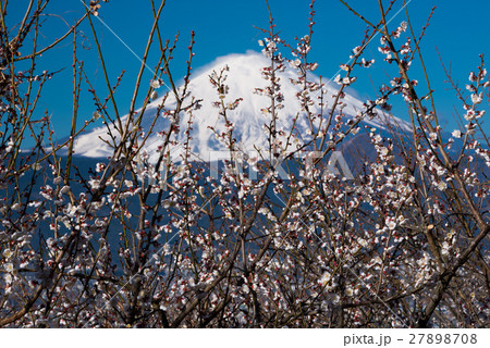 梅と富士 27898708