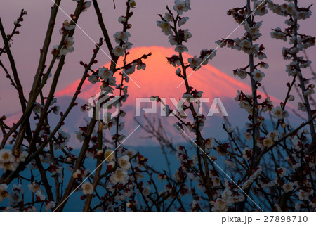 梅と紅富士 27898710