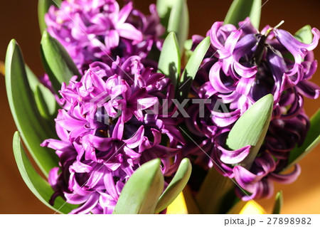 ヒヤシンス ヒヤシンス 27898982