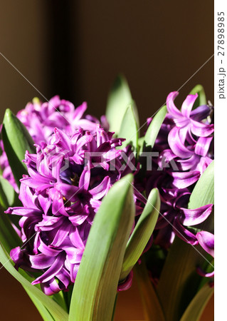 ヒヤシンス 27898985