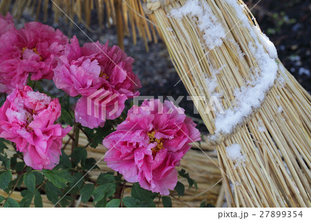 冬牡丹とワラボッチと初雪 27899354