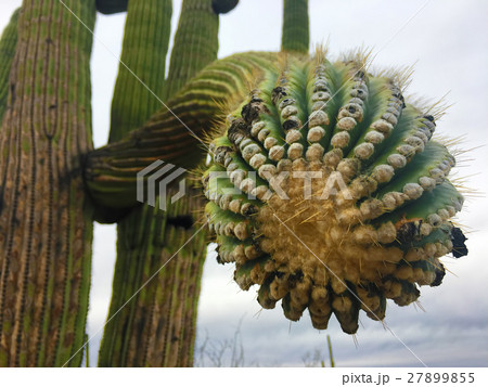 Close-up of Saguaro Cactus in the Sonora Desert Close-up of Saguaro Cactus in the Sonora Desert 27899855