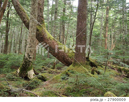 北八ヶ岳の自然林 27900009