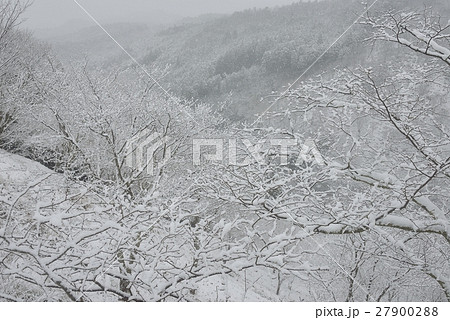 厳寒の吉野山 27900288