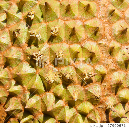 Federation of Thai durian texture background Federation of Thai durian texture background 27900671