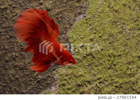 Siamese fighting fish background Siamese fighting fish background 27901584