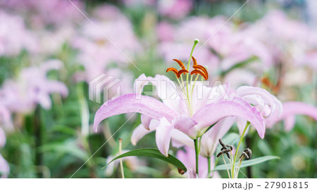 Pink lily in the garden. 27901815