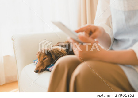 dog lover 27901852