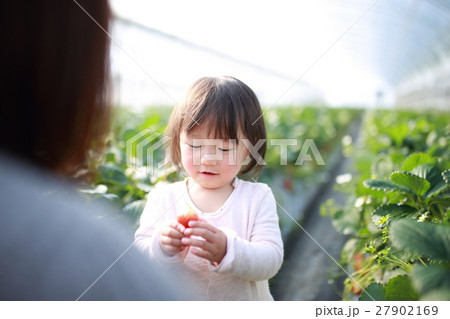 苺狩り 赤ちゃん 女性 イチゴ いちご 苺 フルーツ 果物 ファミリー ママ 母親 デザート の写真素材