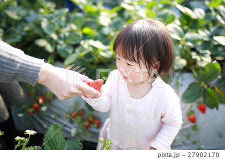 苺狩り 赤ちゃん 女性 イチゴ いちご 苺 フルーツ 果物 ファミリー ママ 母親 デザート の写真素材