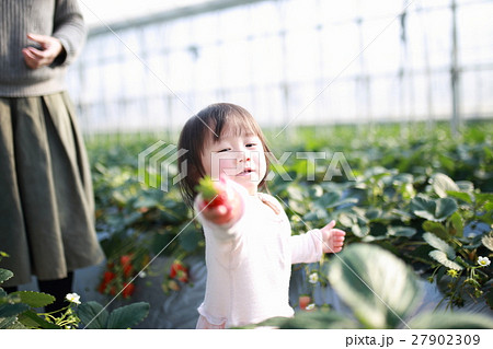 苺狩り 赤ちゃん 女性 イチゴ いちご 苺 フルーツ 果物 レジャー ビニールハウス デザート の写真素材