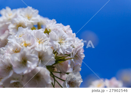 造幣局の桜 27902546