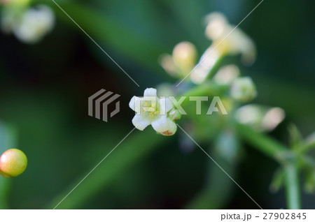 小さなアカネの花 27902845