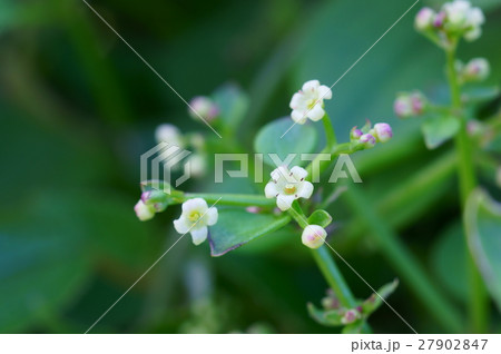 小さなアカネの花 27902847