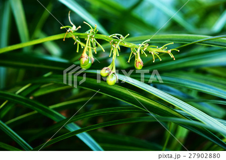 ノシランの残り実 ノシランの残り実 27902880