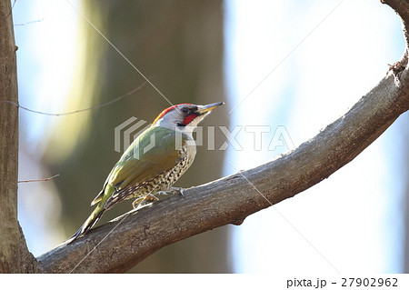 アオゲラ アオゲラ 27902962