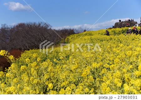 菜の花 27903031