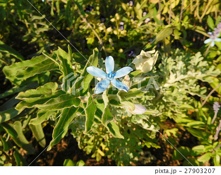 ブルースター 27903207