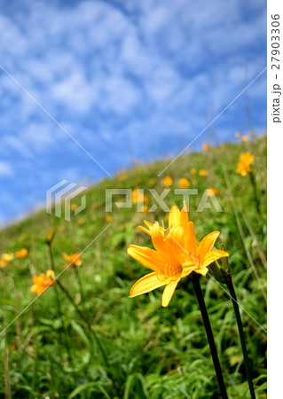 エゾカンゾウ 27903306