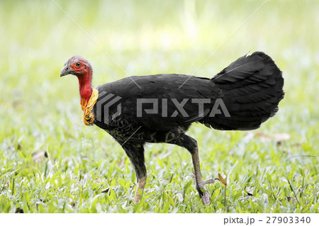 ヤブツカツクリ Australian Brush turkey ヤブツカツクリ Australian Brush turkey 27903340