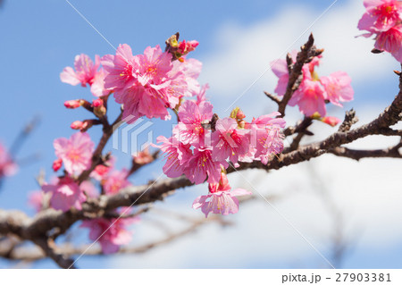 さくら さくら 27903381