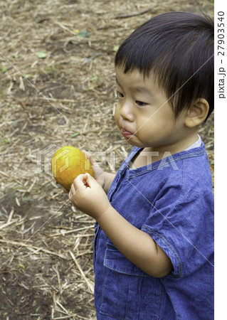 みかん狩りする男の子 27903540