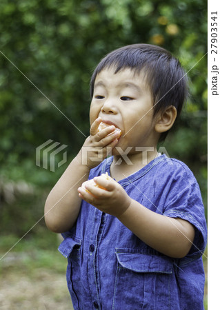 みかん狩りする男の子 みかん狩りする男の子 27903541