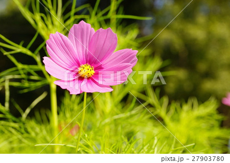 コスモス一輪 コスモス一輪 27903780