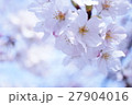 満開の桜 27904016