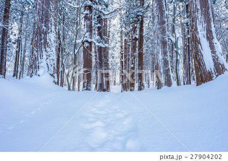 厳冬期の羽黒山杉並木 厳冬期の羽黒山杉並木 27904202