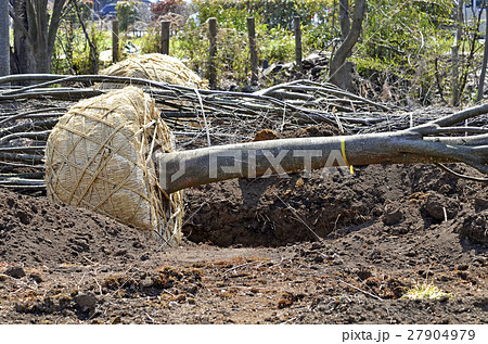 根巻き 27904979