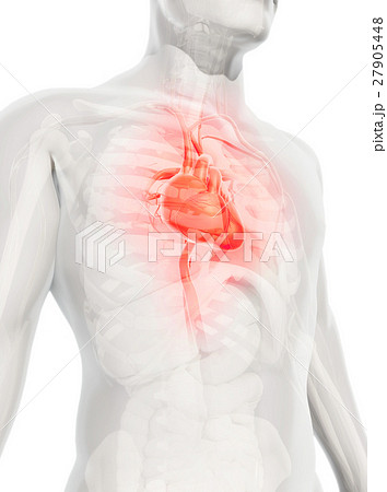 3D illustration of Heart, medical concept. 3D illustration of Heart, medical concept. 27905448