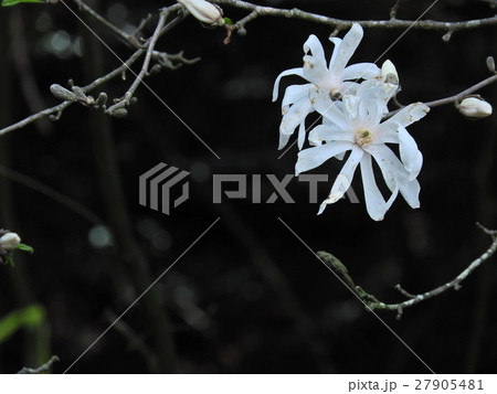 シデコブシの花 ( 2016年春4月 岐阜県中津川市 ) シデコブシの花 ( 2016年春4月 岐阜県中津川市 ) 27905481