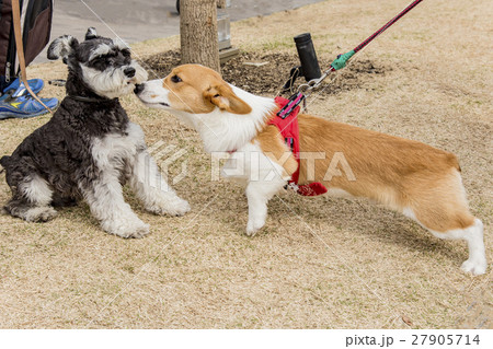 キスしよう キスしよう 27905714