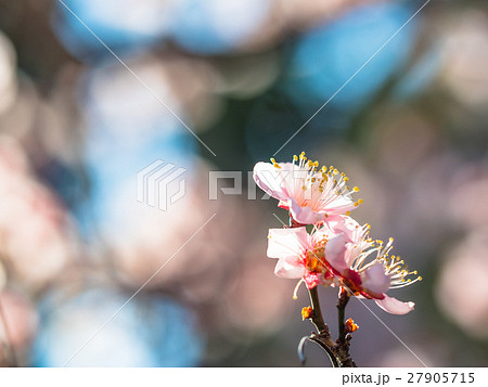 早春に咲く花梅 27905715
