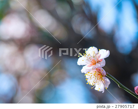 早春に咲く花梅の写真素材