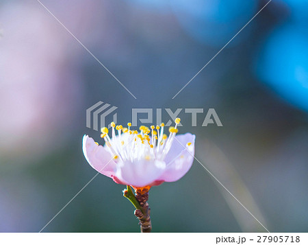 早春に咲く花梅 27905718