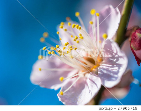 早春に咲く花梅 27905719