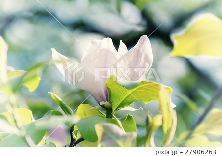 Magnolia spring flowers Magnolia spring flowers 27906263