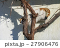 A red cat climbs and hides on a branch vines  27906476