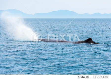 知床羅臼　鯨の潮吹き 27906480