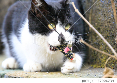 ネズミのおもちゃで遊ぶ野良猫の写真素材
