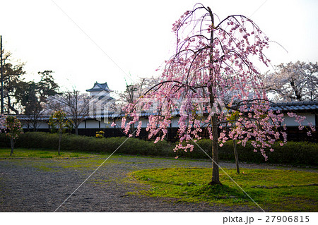 庭園の桜 庭園の桜 27906815