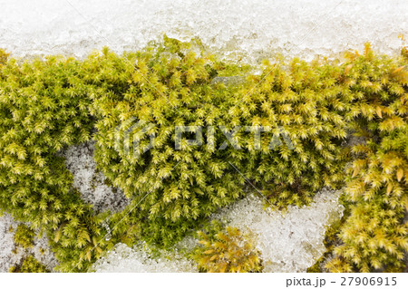 Ciliate hedwigia moss on snowy stone 27906915